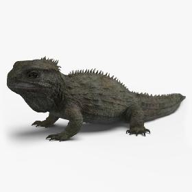 3D model Tuatara